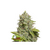 CBD Critical XXL Auto, Фасовка: 5